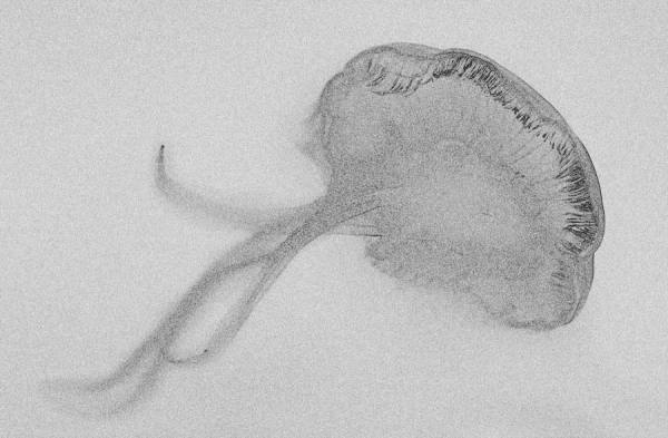 Photograph Antti Viitala Solarized Jellyfish Ii on One Eyeland